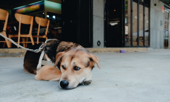 대형견 천둥이, 도시에 살러 오다 썸네일