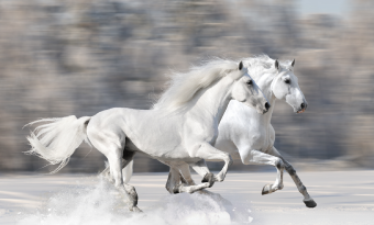 <달려라 메로스>
 믿어야 할까, 말아야 할까 썸네일
