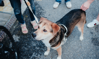 베란다와 복도를 거쳐 천둥이,  당당히 집 안에 입성하다 썸네일