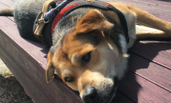 개 때문에  회사 그만둔 이야기 썸네일