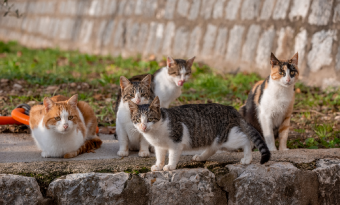 도시의 무법자, 고양이?
공존을 위한 해법은? 썸네일