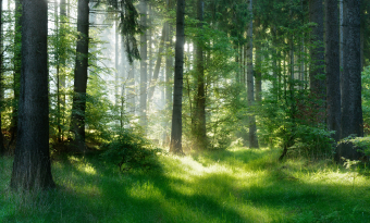 숲
'문명 앞에는 숲이 있고 문명 뒤에는 사막이 남는다' <상> 썸네일