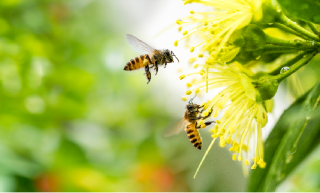 전남·경남·제주·충북·경기…
60억여 마리 꿀벌, 실종되다 썸네일